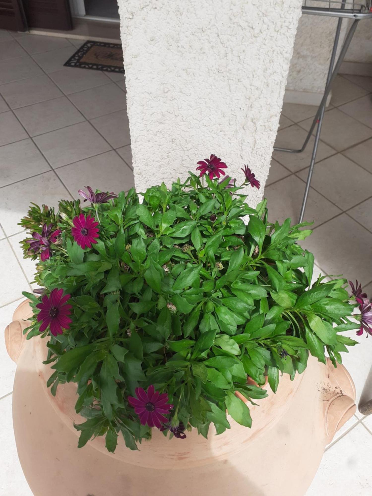 Hotel B&B Rispescia Grosseto Екстер'єр фото